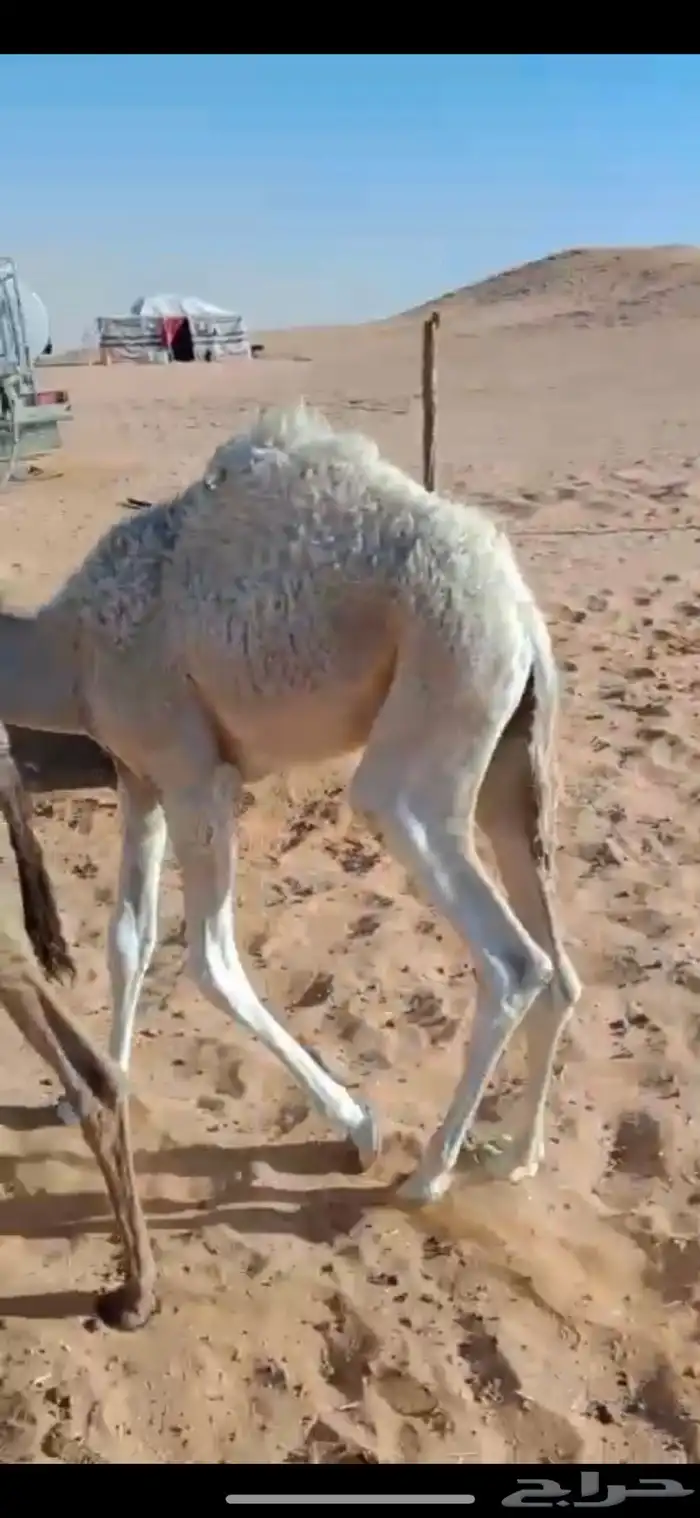 قعود للبيع 0