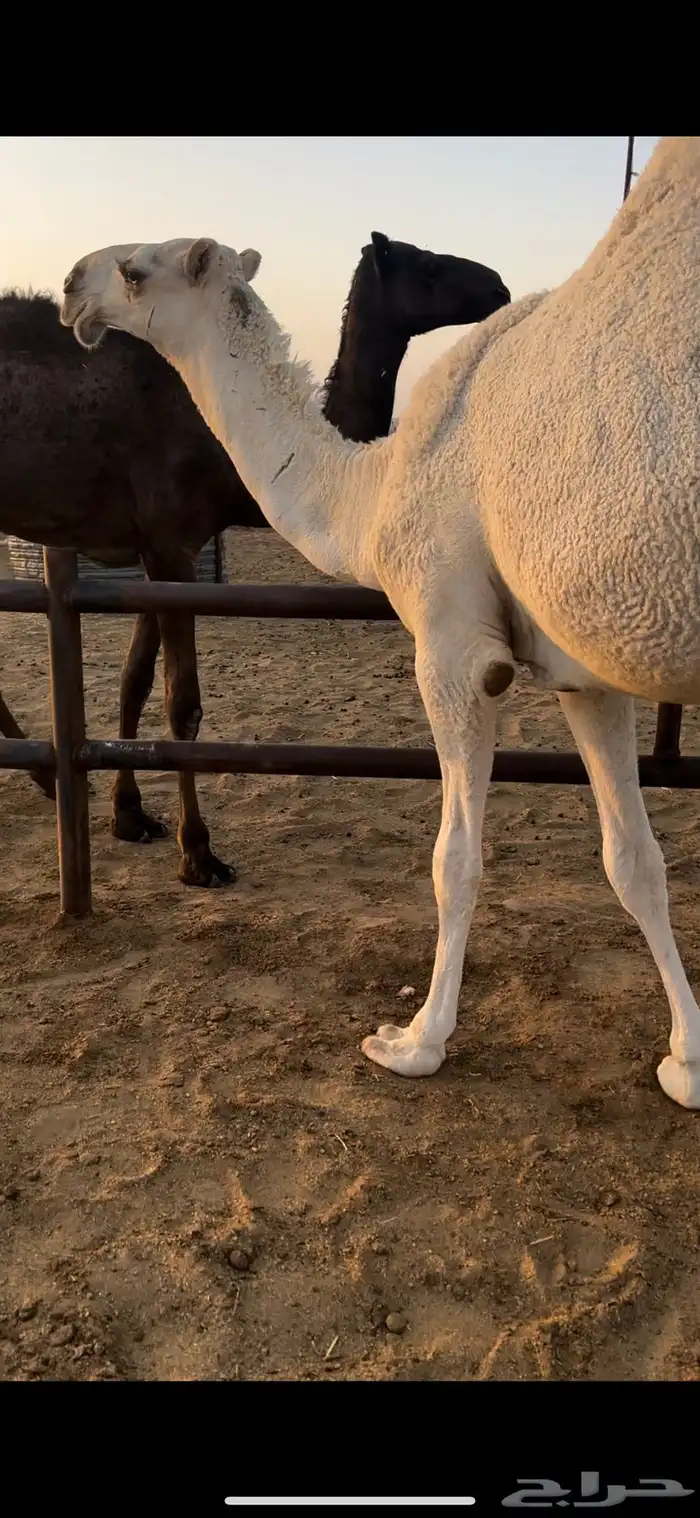 قعود أوضح كفو 1