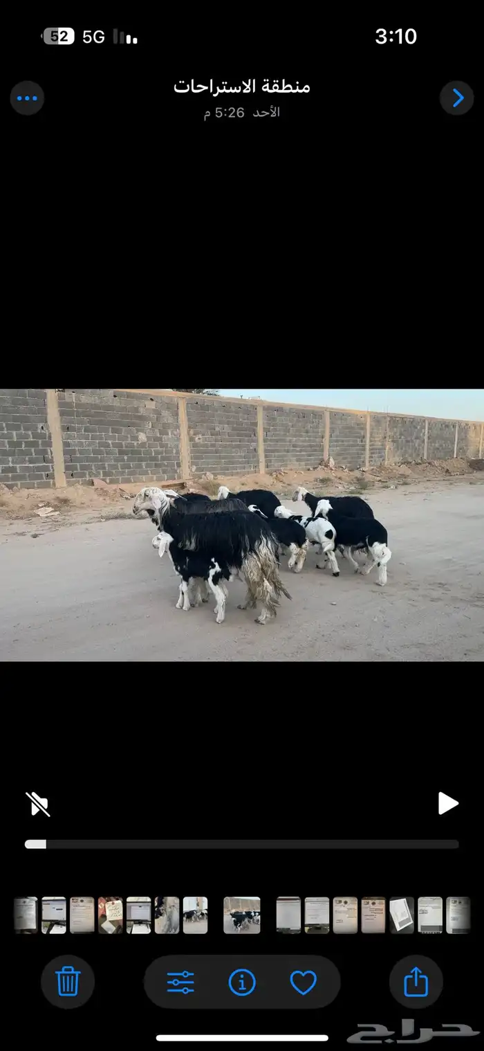 مراح نجد خلفات وجنب 3