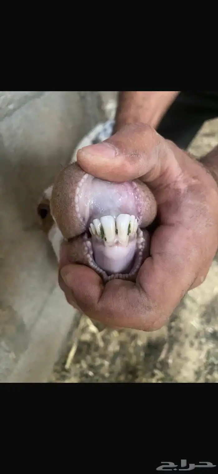 تيس 1