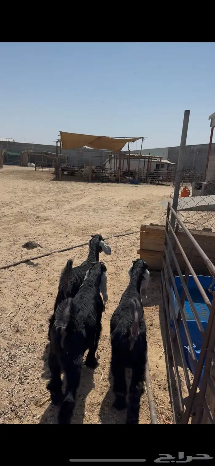تيوس عوارض بلدي ذبايح 1