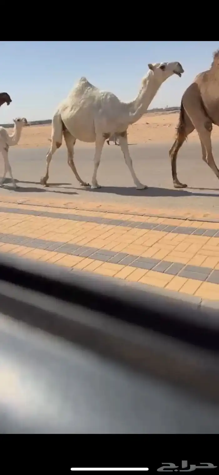 لقحه رمانيه بكر جذعه كفو 0