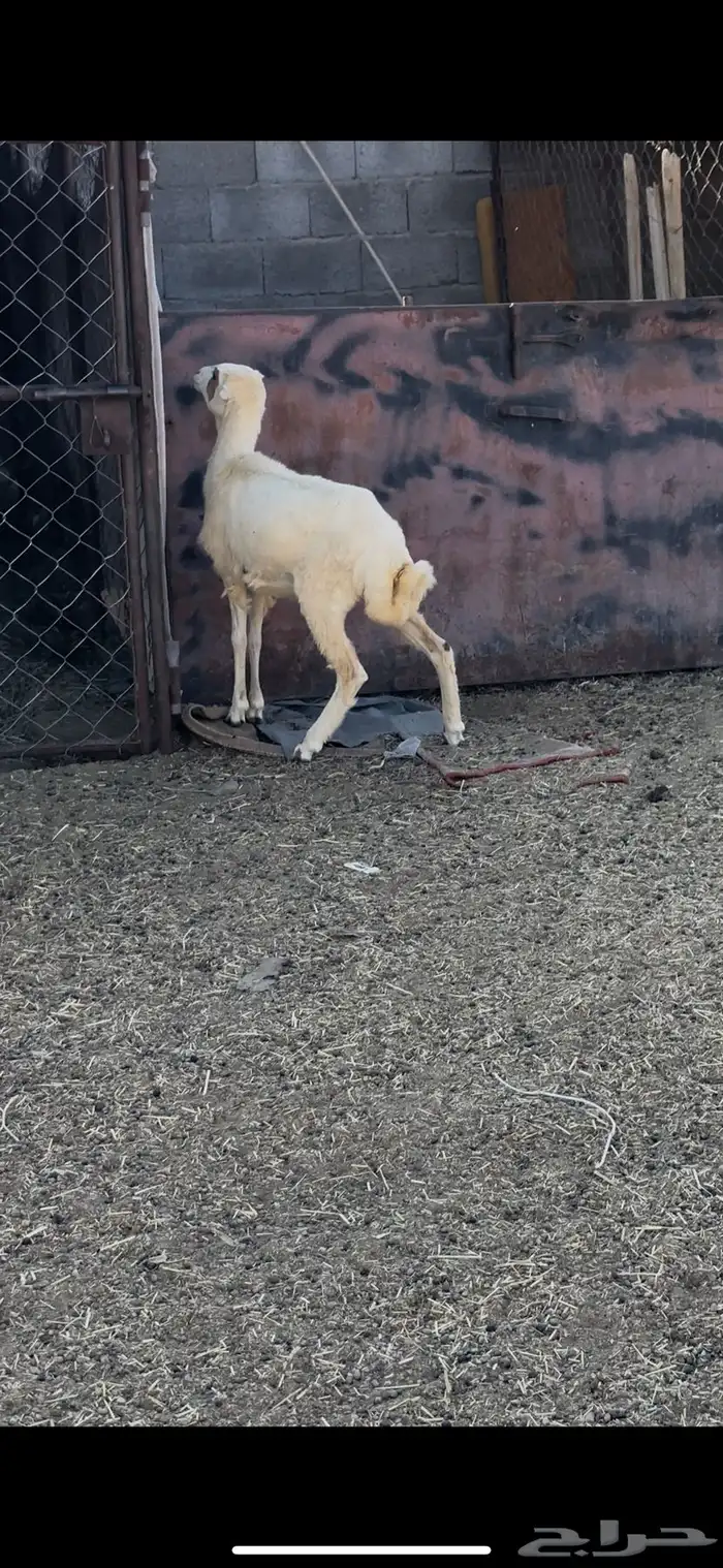 خروف 3