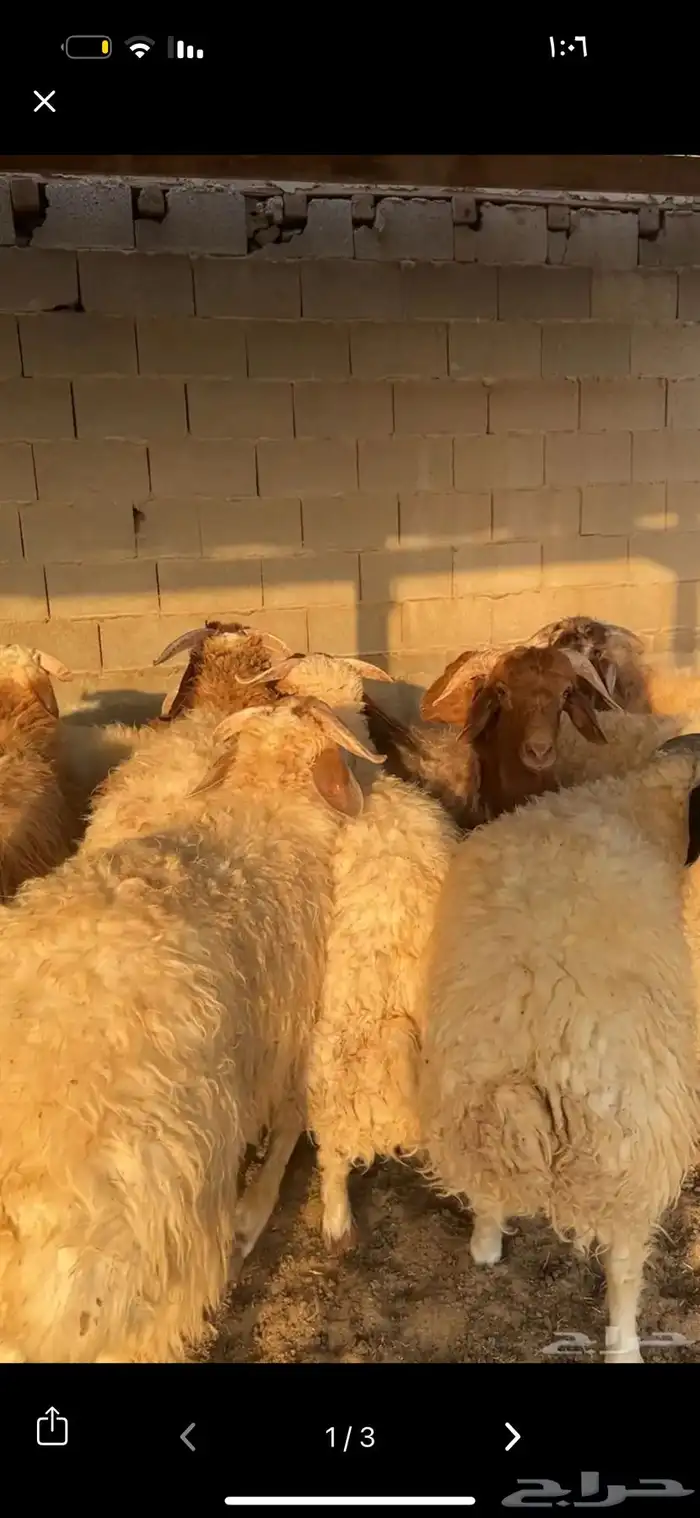 ذبائح 0