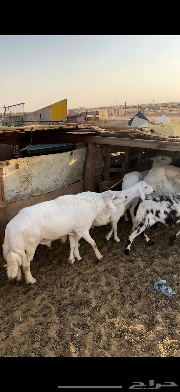 ضان للبيع 4