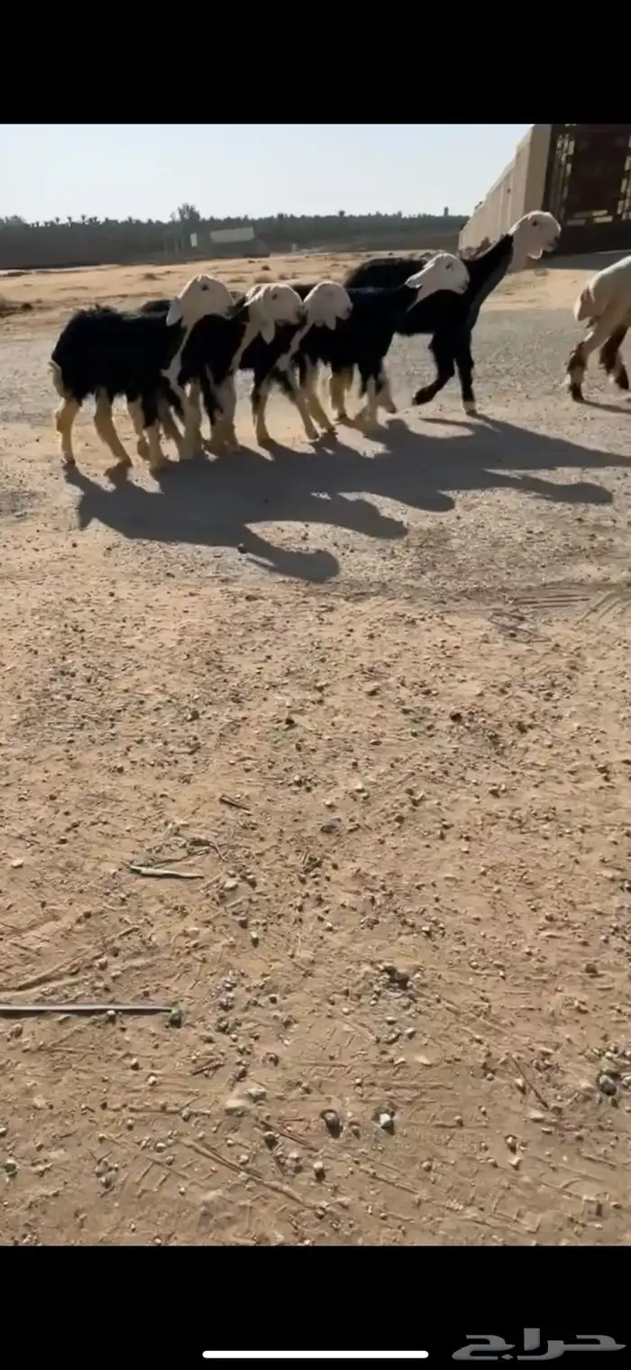 رخال نجد نوادر 0