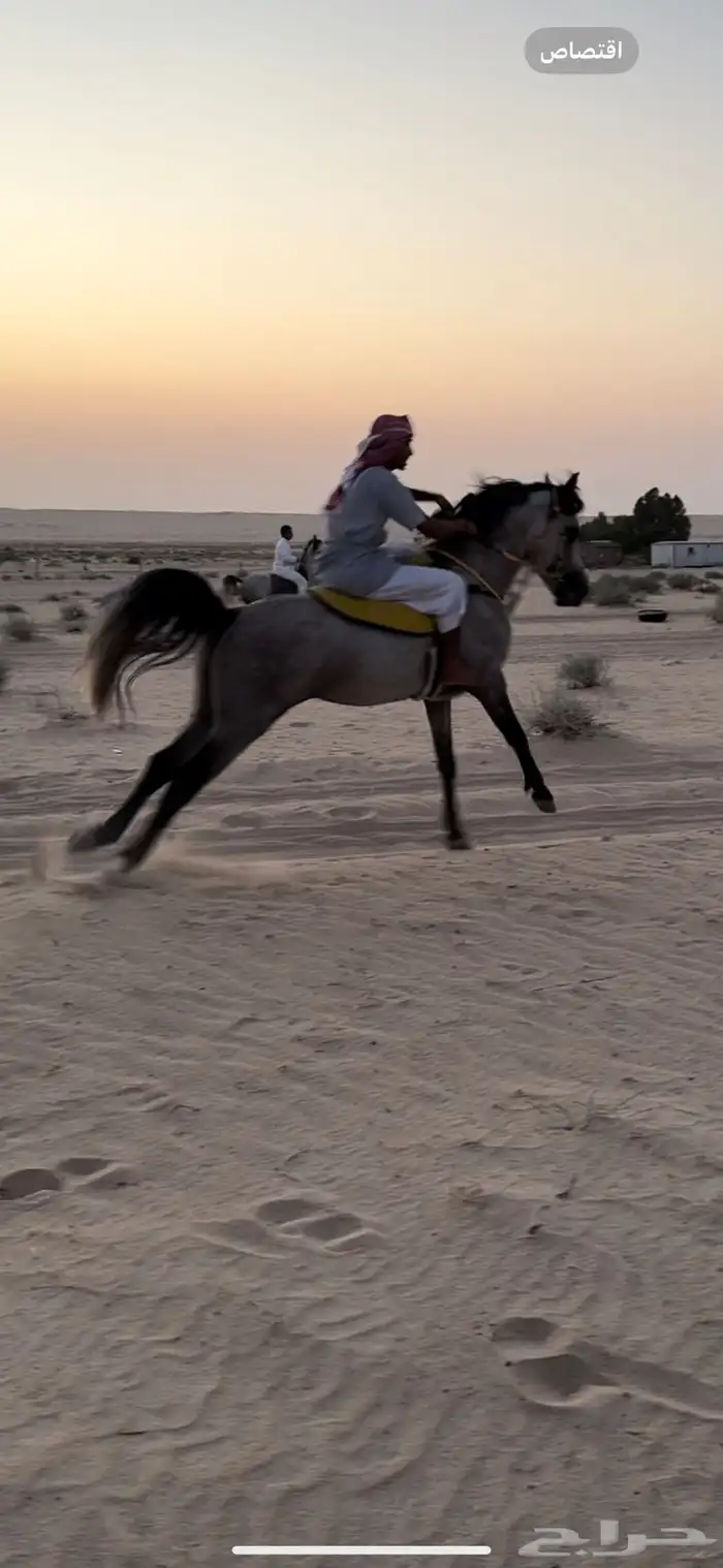حصان جزيري 3