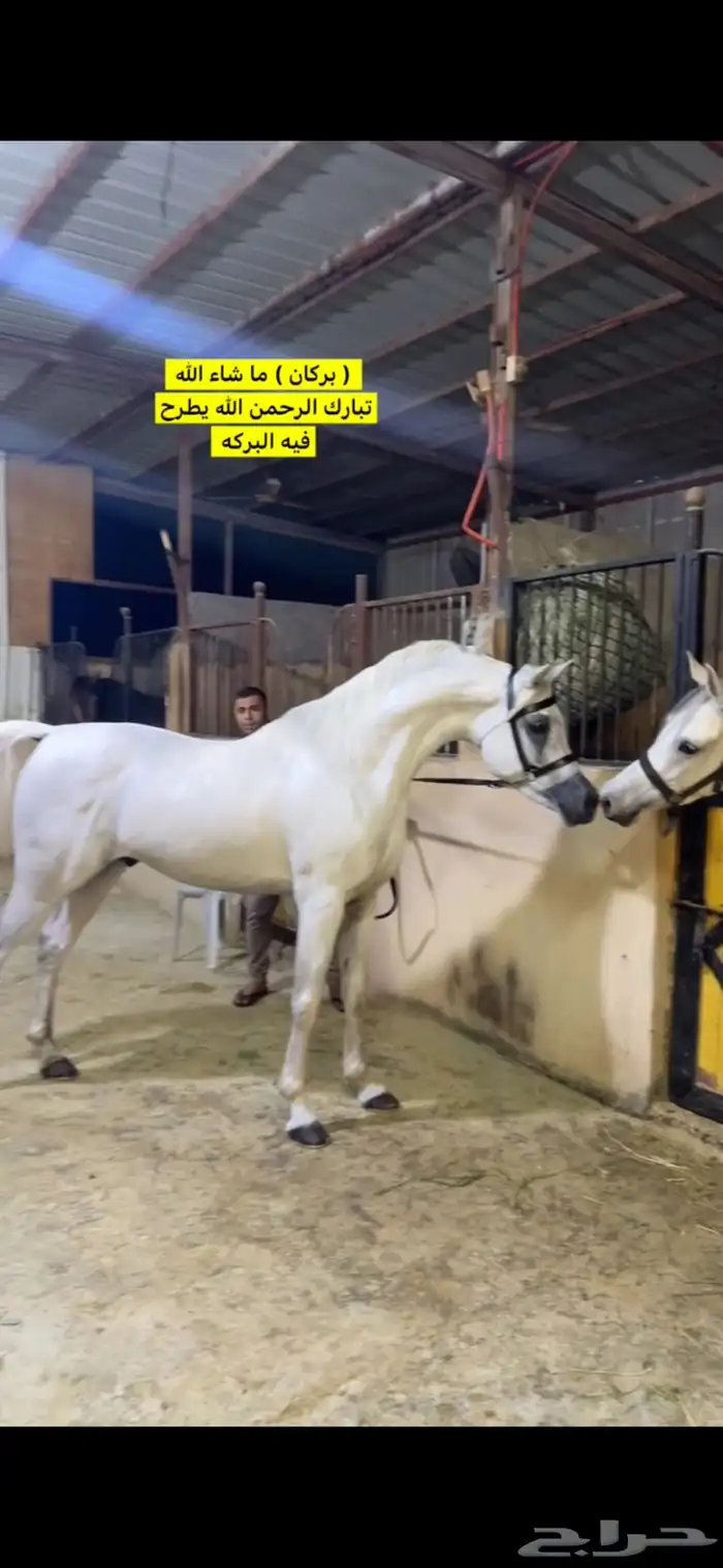 حصان واهو منتج 0