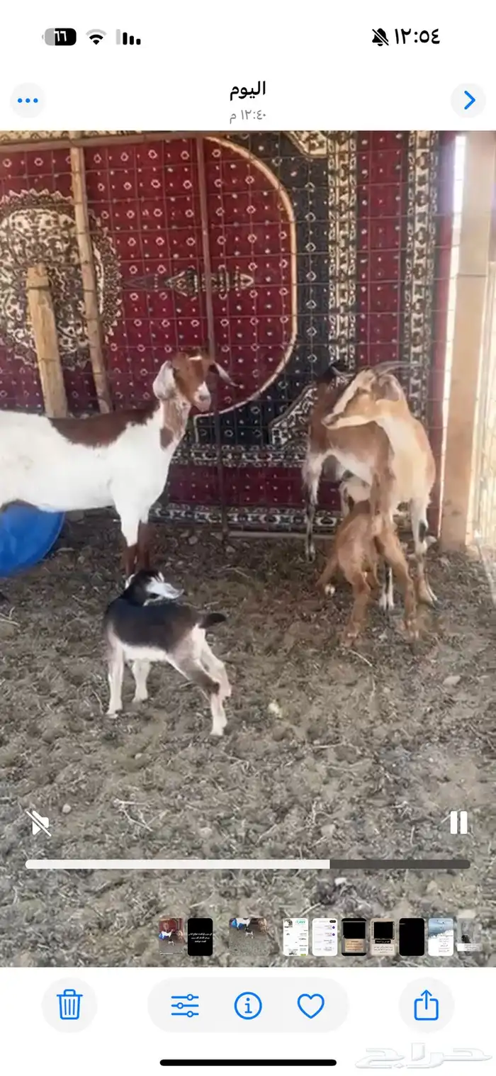 العنز اليمين رباع وعنده تيس واليسار ثنيه وعنده تيس 1