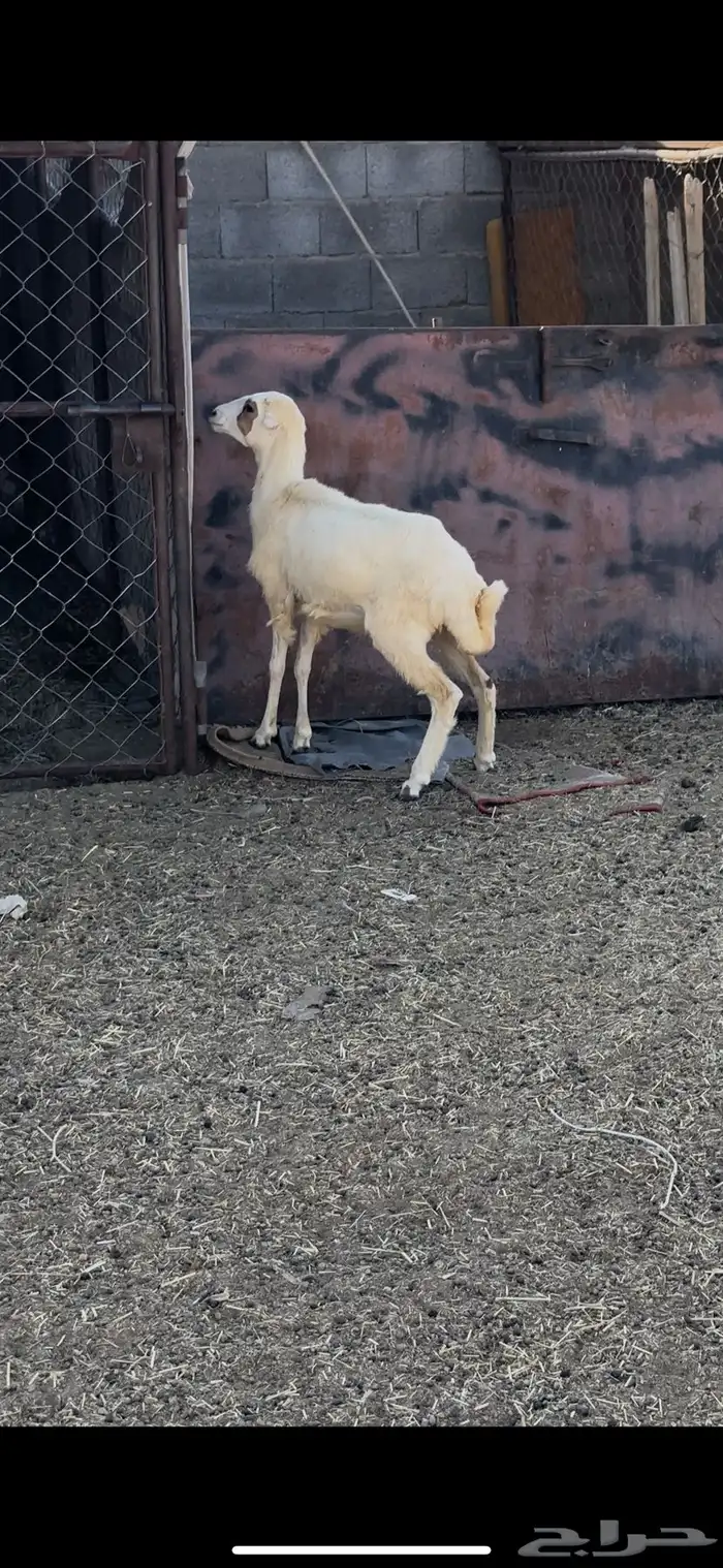 خروف 0