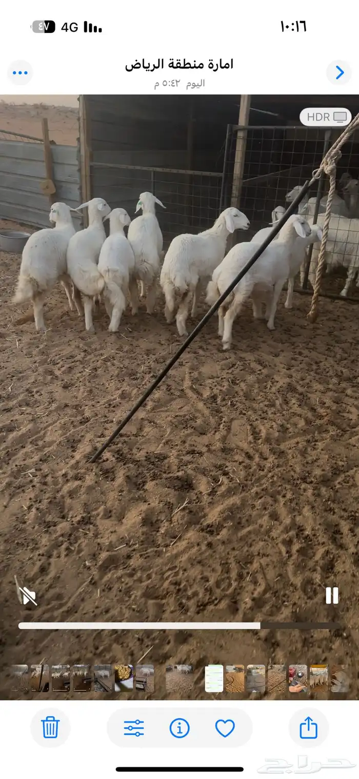 رخال كفو العمر 5شهور تم تم البيع 1