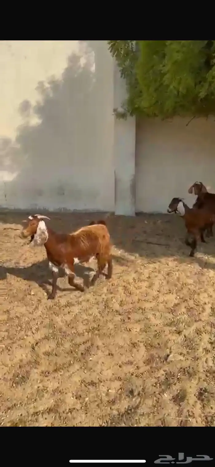 4 معزا جنوبية دفيع قريب الولاد 0