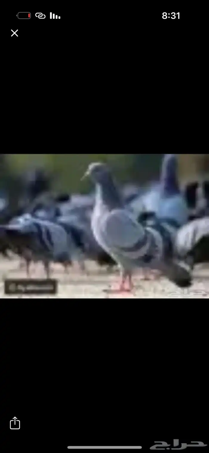 متوافر حمام بري كميات غير محدواده 0
