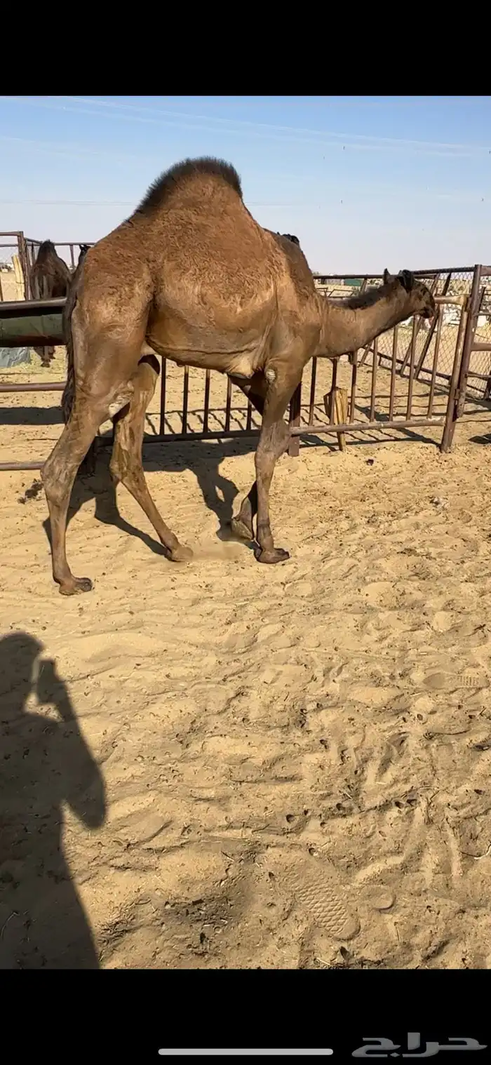 قعدان كفووو للبيع رقم الجوآل 2