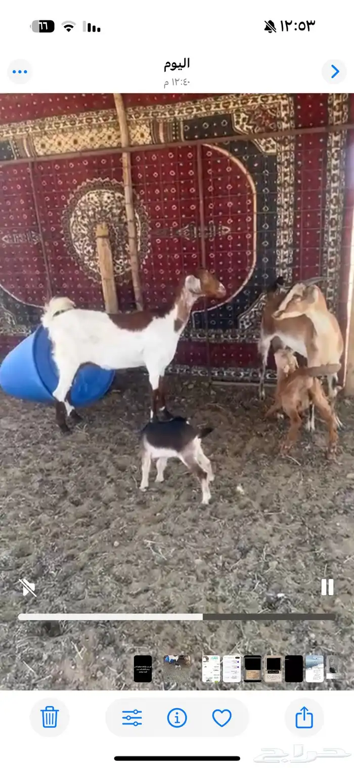 العنز اليمين رباع وعنده تيس واليسار ثنيه وعنده تيس 0