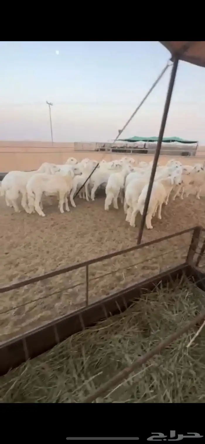 بهم صنف 1