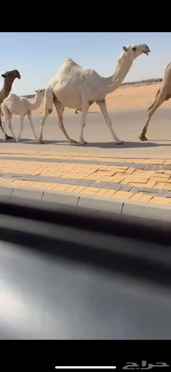 لقحه رمانيه بكر جذعه كفو 2