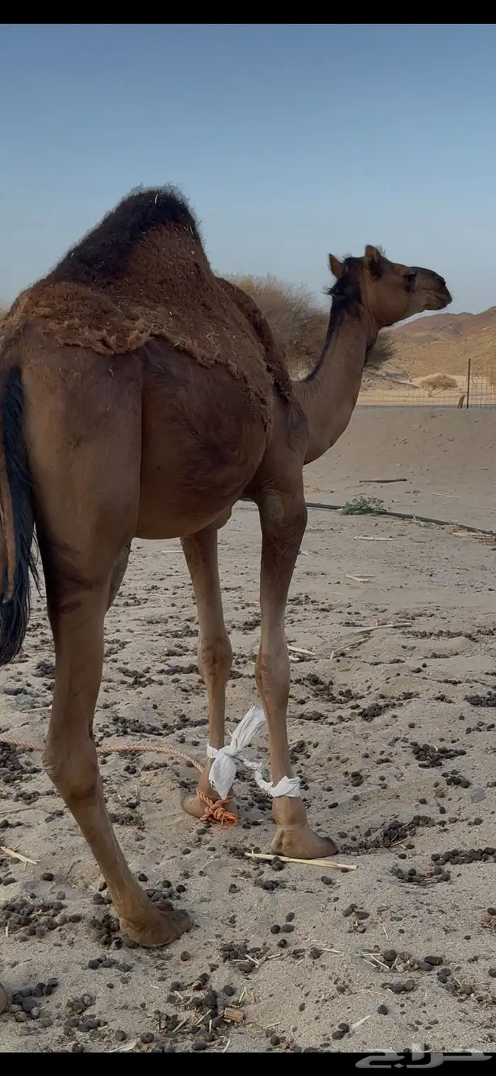 قعود فحل للبيع 0