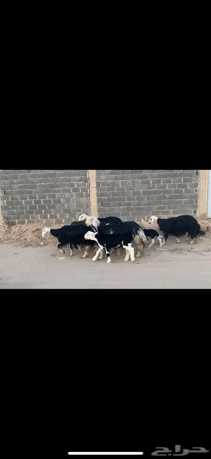 مراح نجد خلفات وجنب 2
