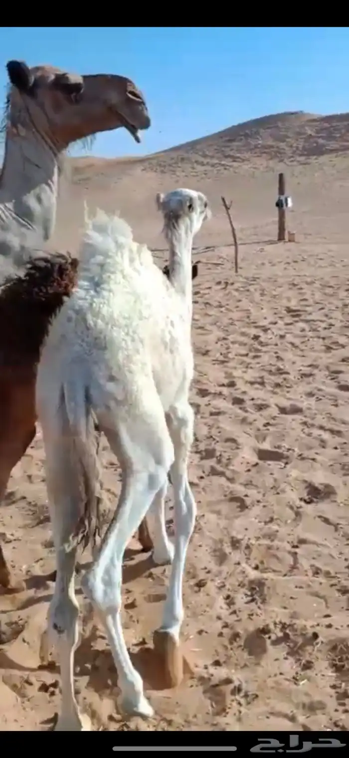 قعود للبيع 2