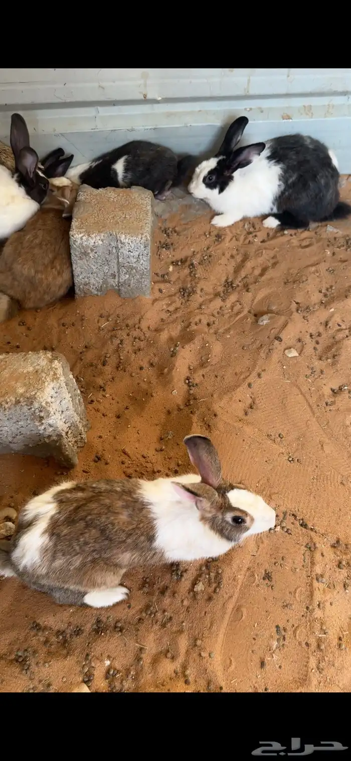 ارانب بلدي للبيع 0