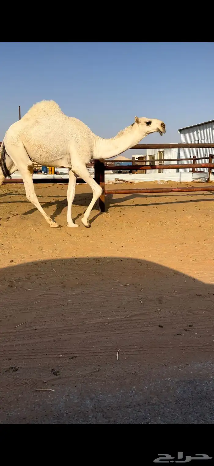 قعود أوضح كفو 3