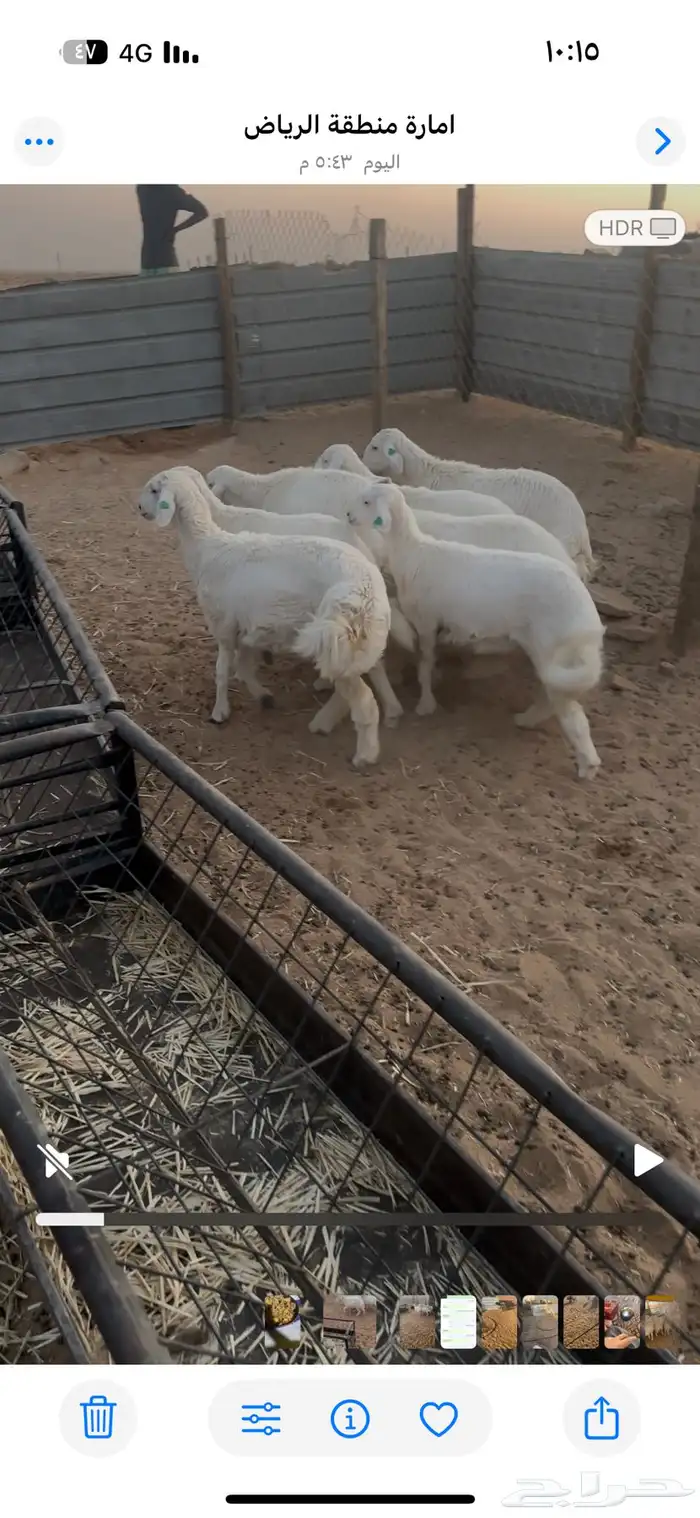 رخال كفو العمر 5شهور تم تم البيع 7