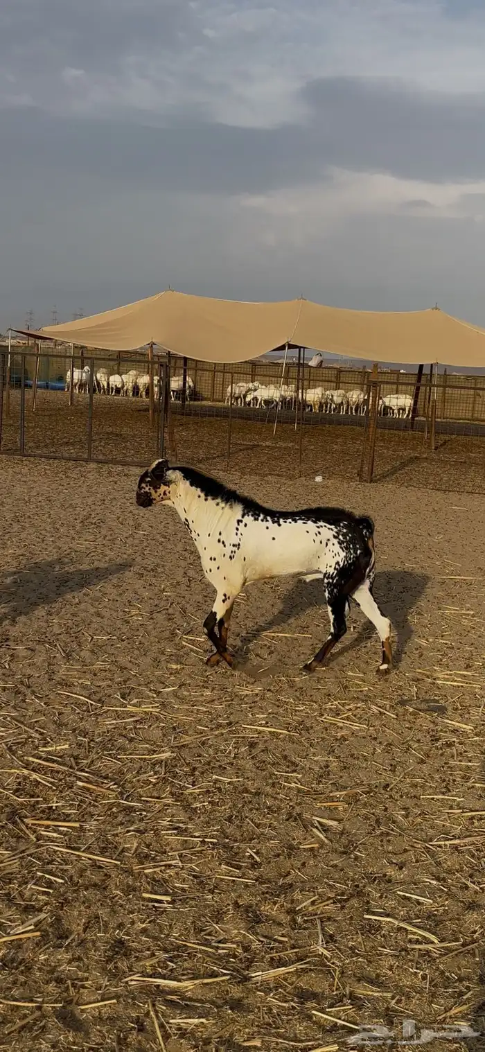 ده الغولاء 1