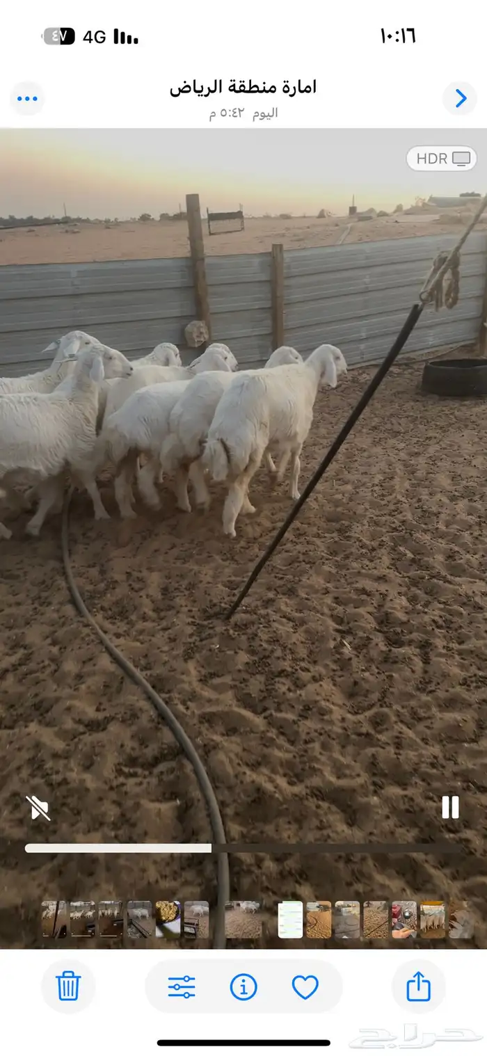 رخال كفو العمر 5شهور تم تم البيع 4