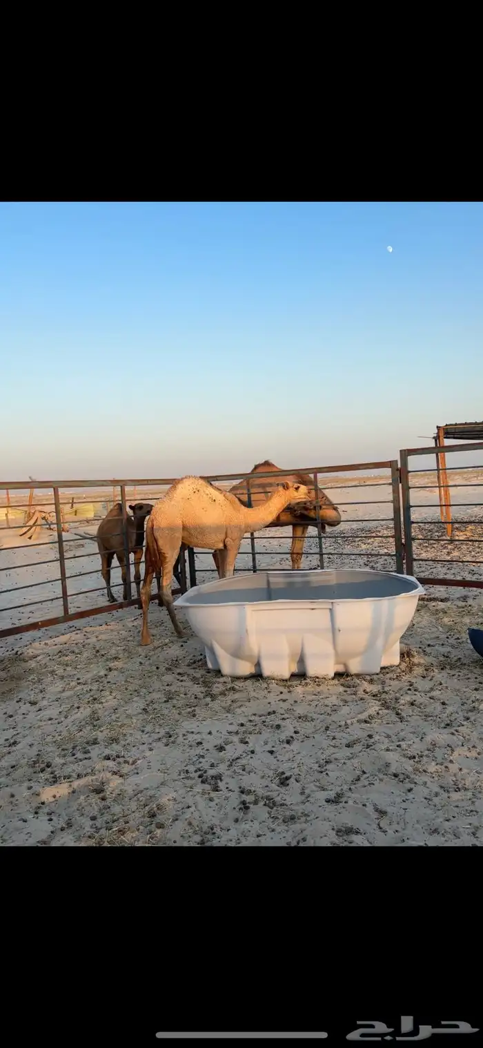 بكره شقحا مفروده 1
