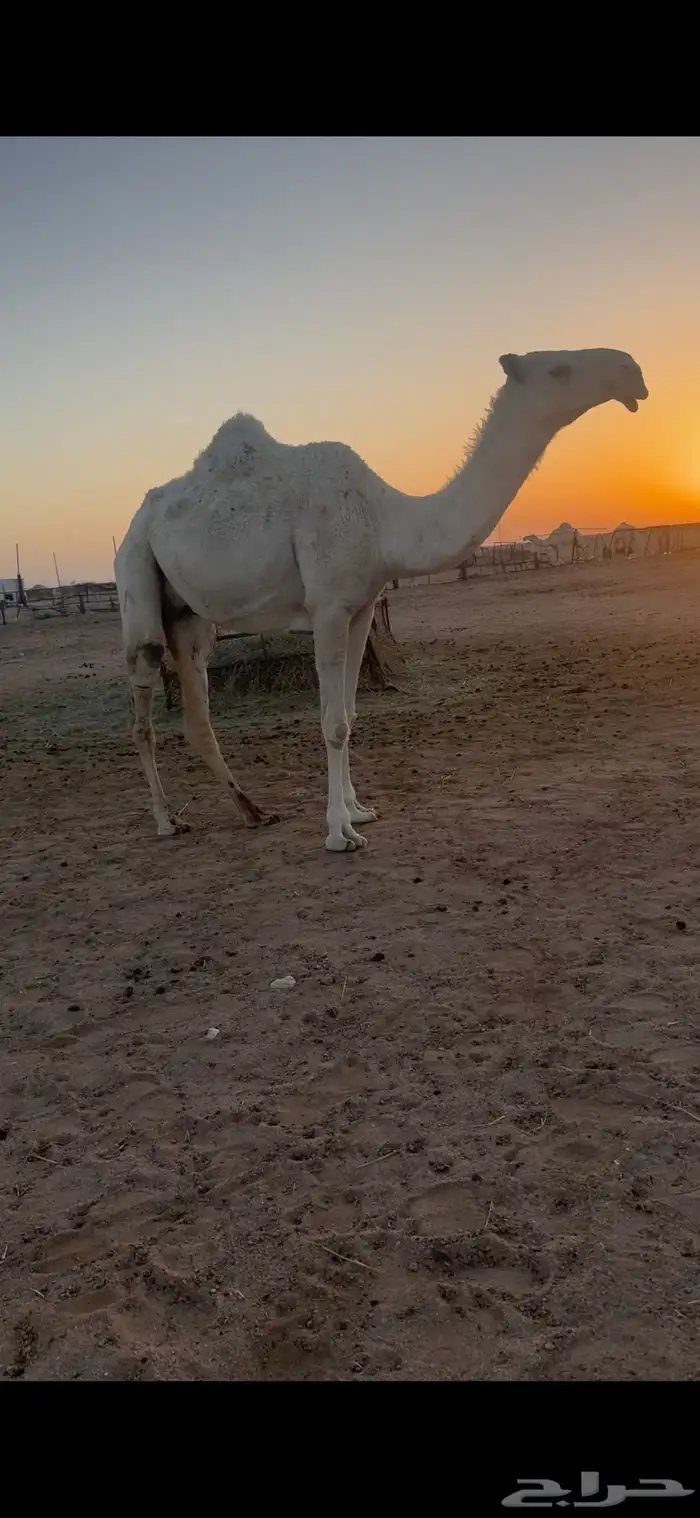 بكر وضحى 0