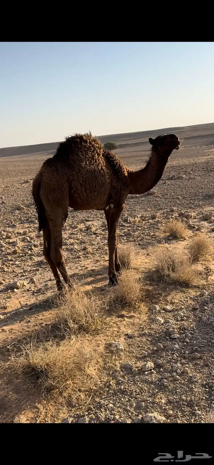 قعود 0