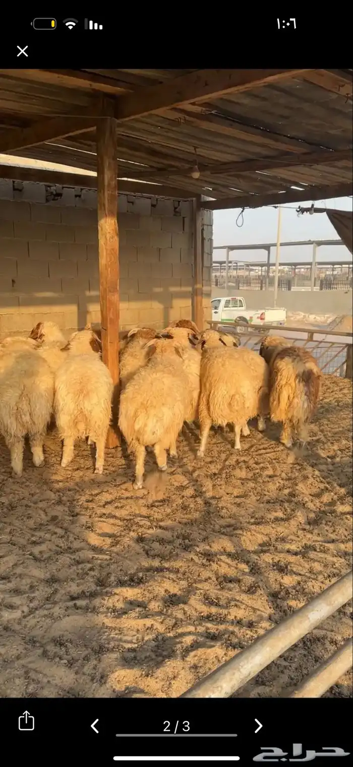 ذبائح 1
