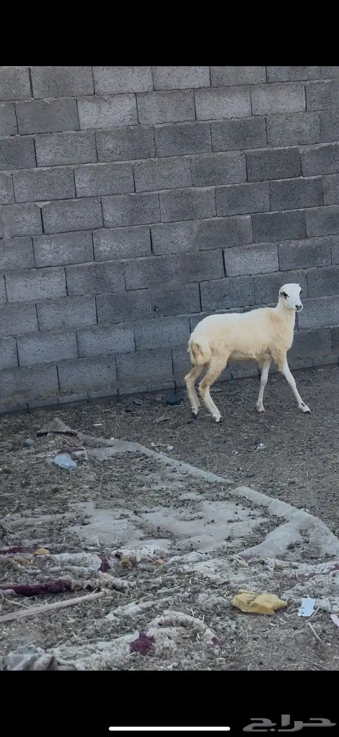 خروف 2