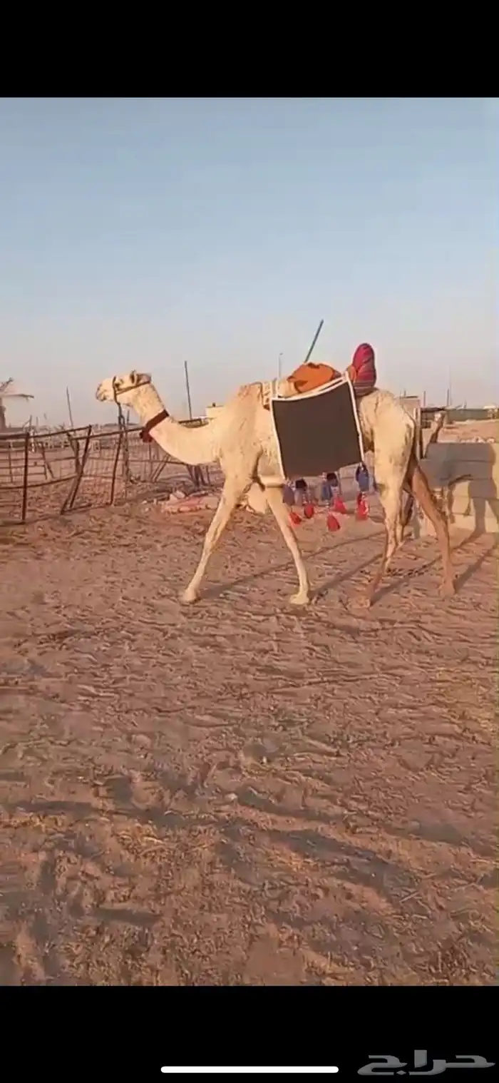 للبيع الرحول السن رباع طبعها طيب 0