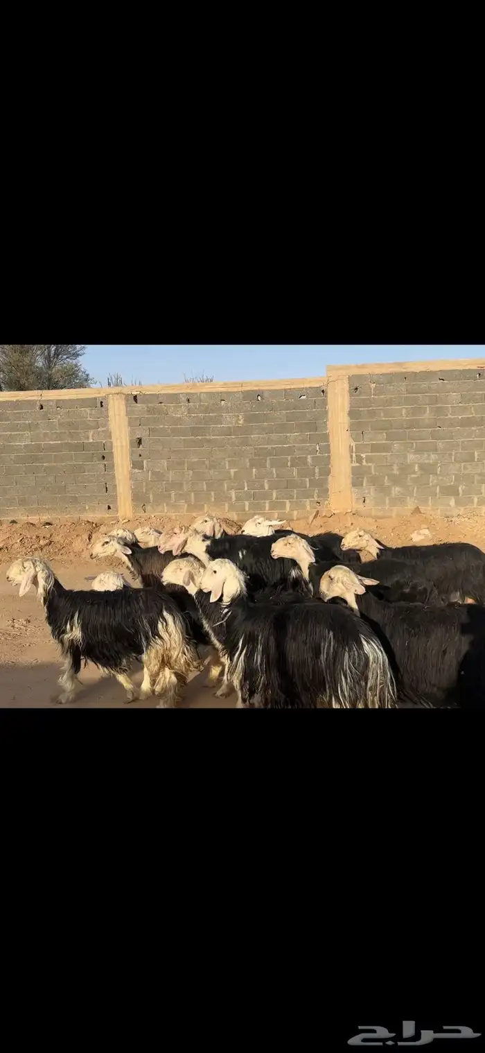 مراح نجد خلفات وجنب 0