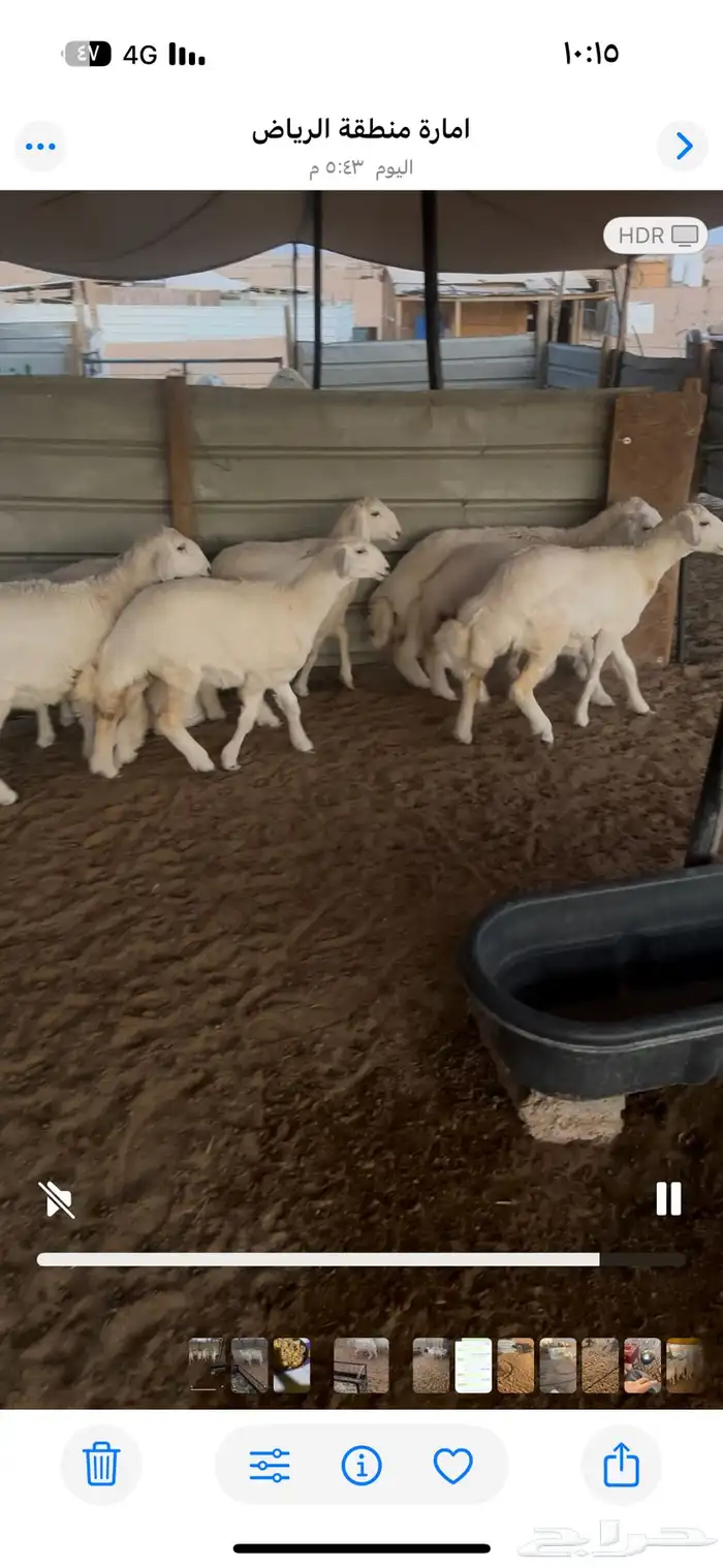 رخال كفو العمر 5شهور تم تم البيع 5