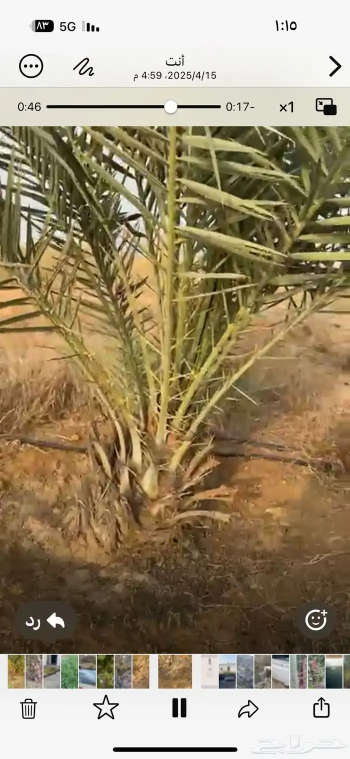 نخل للبيع 0