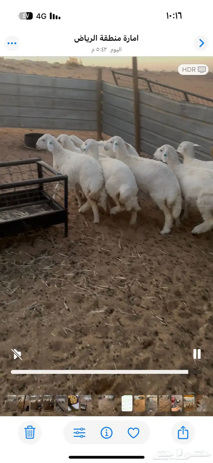 رخال كفو العمر 5شهور تم تم البيع 0