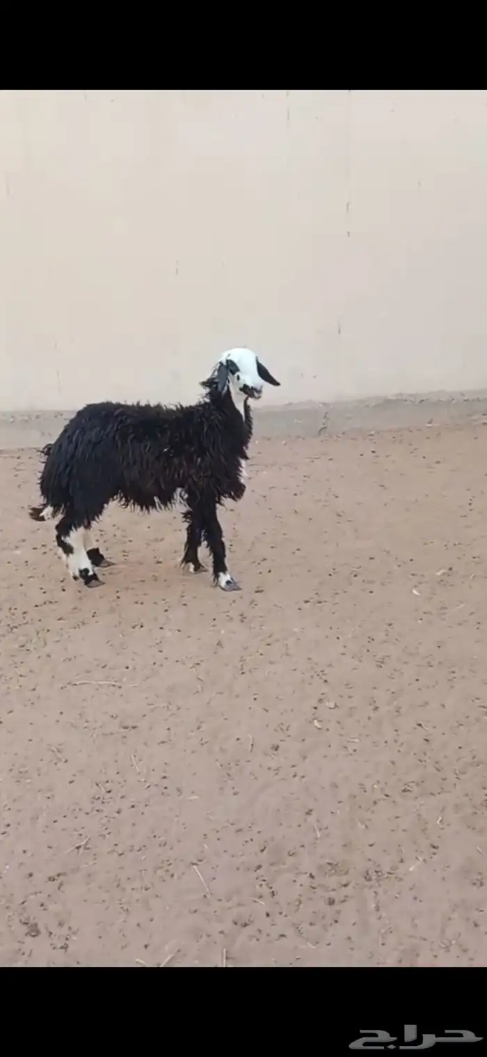 نجدي الريآض حي الشفآء آي مكان نوصل ذبح باقي وحد بيع 1430 1