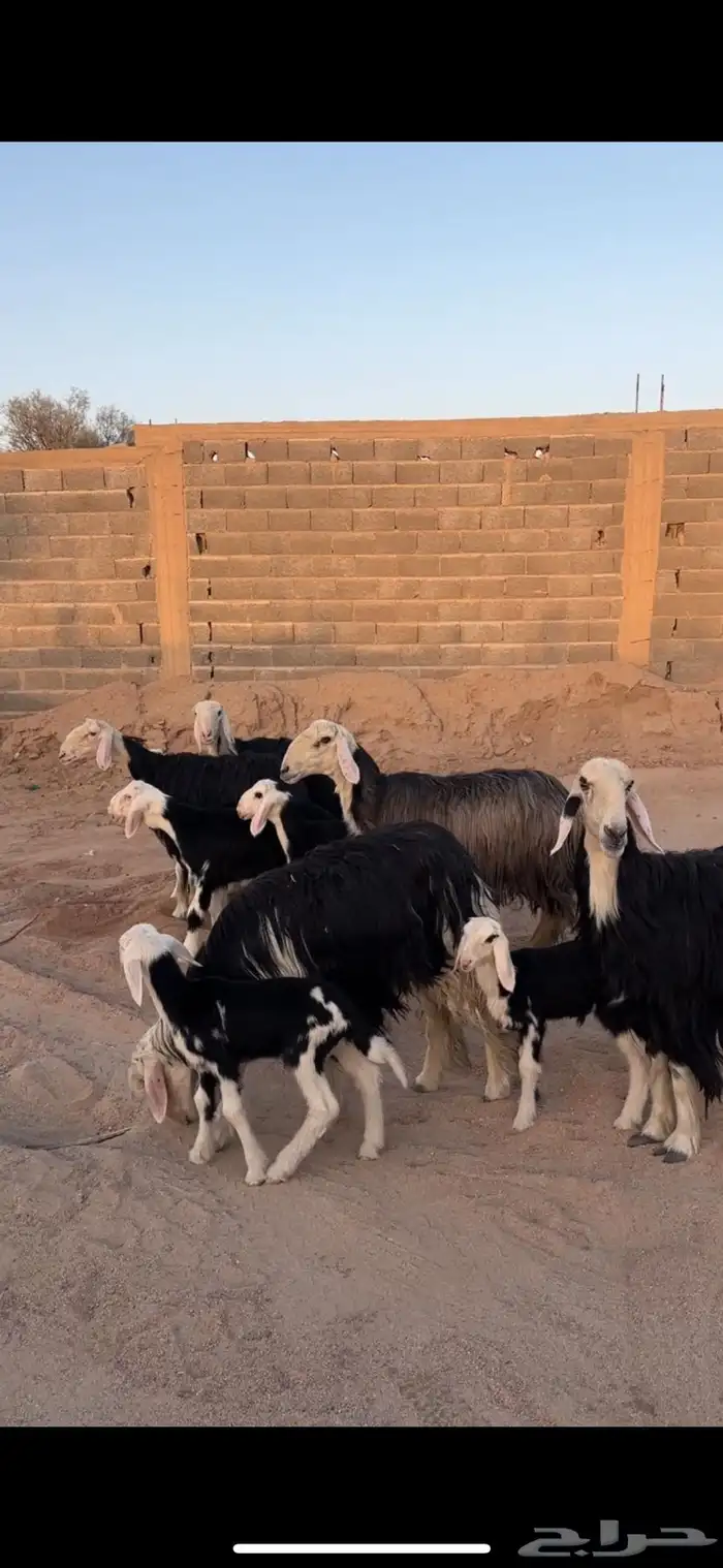 مراح نجد خلفات وجنب 1