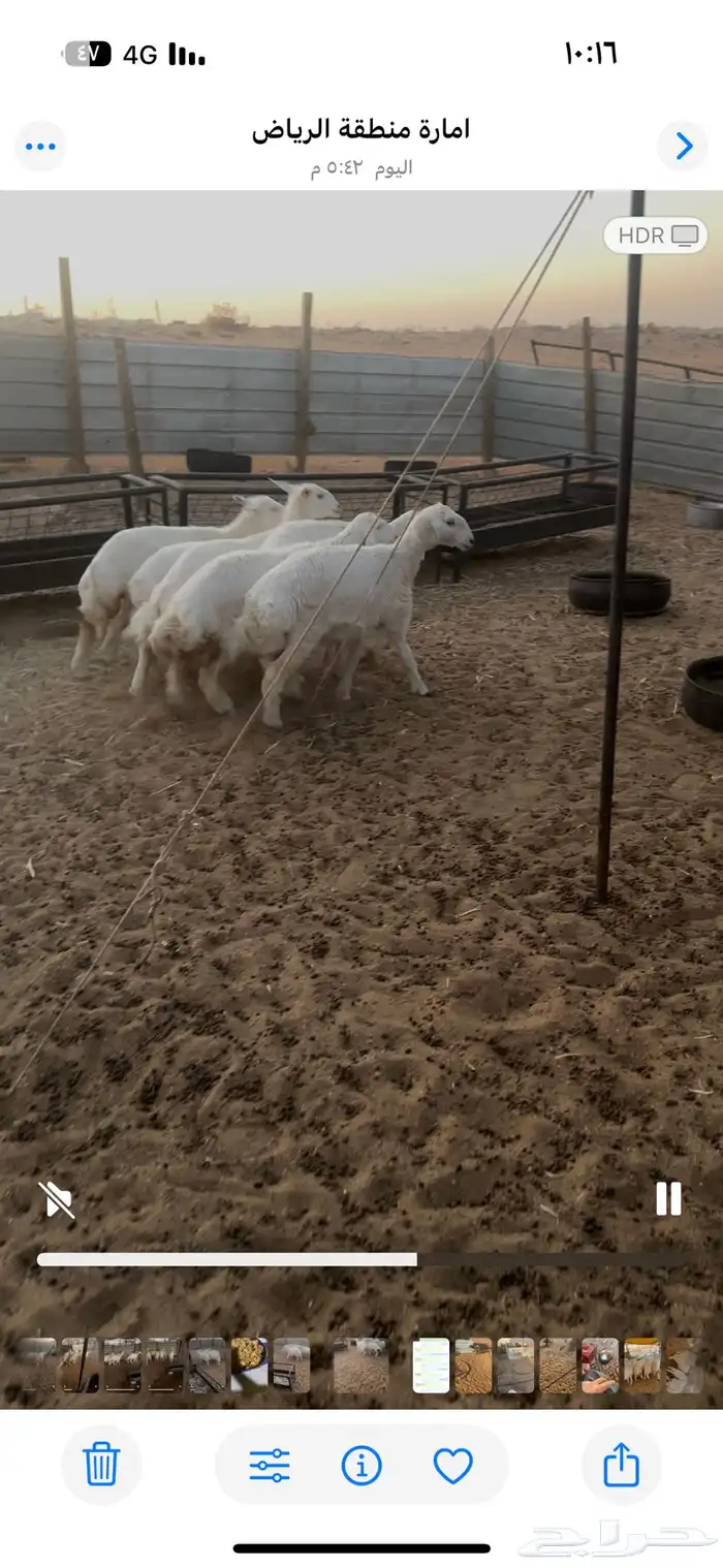 رخال كفو العمر 5شهور تم تم البيع 2