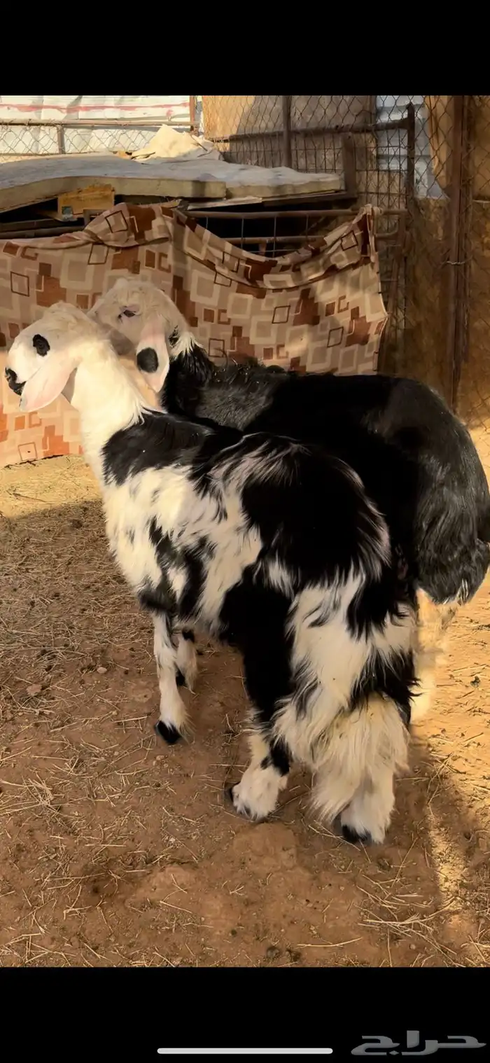 البيع خروفين نجدي جذعان الطليان يتمم ظهوره طيب وطروفه طيبه 4