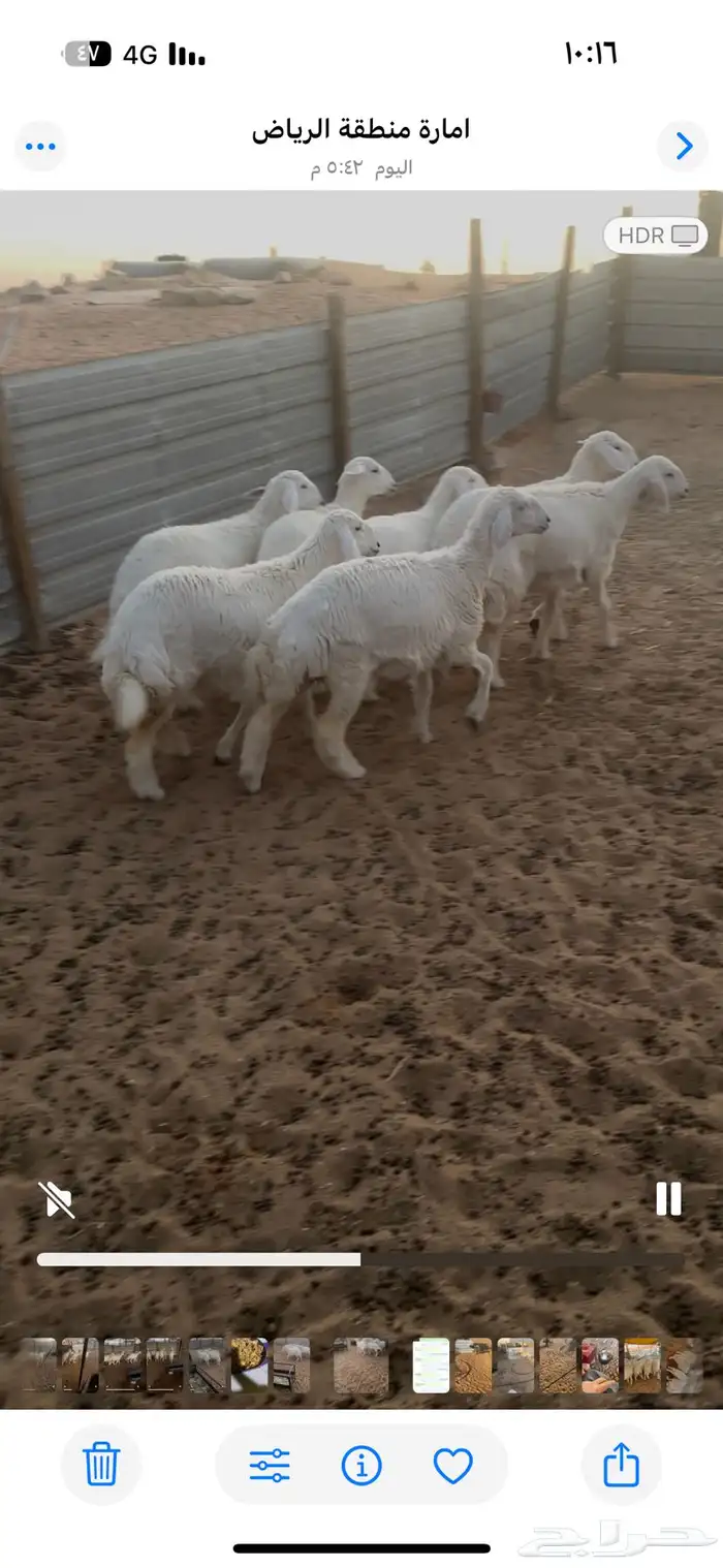 رخال كفو العمر 5شهور تم تم البيع 3