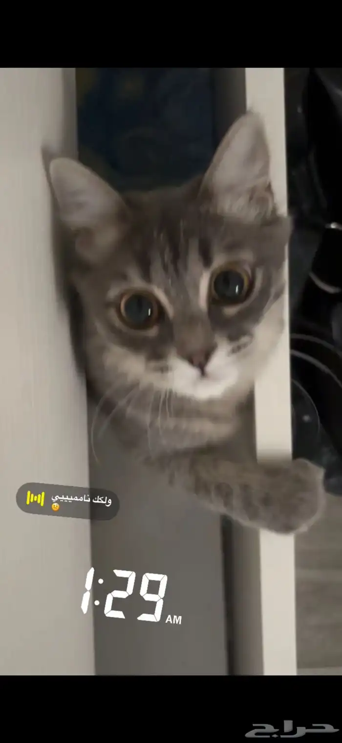 قطة انثى للتبني 2