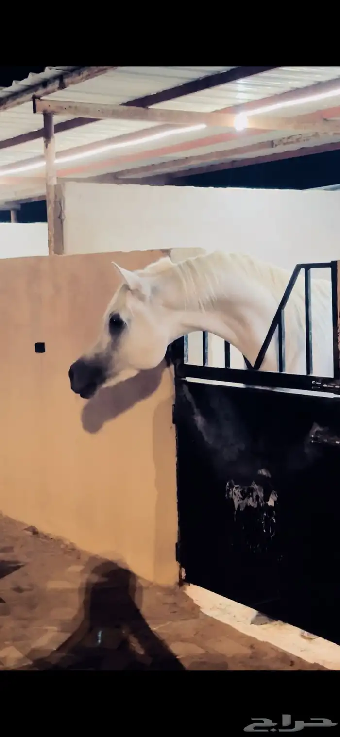 حصان واهو منتج 2
