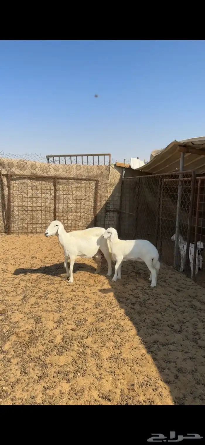 حريه تحتها رخل ذبيحه 0