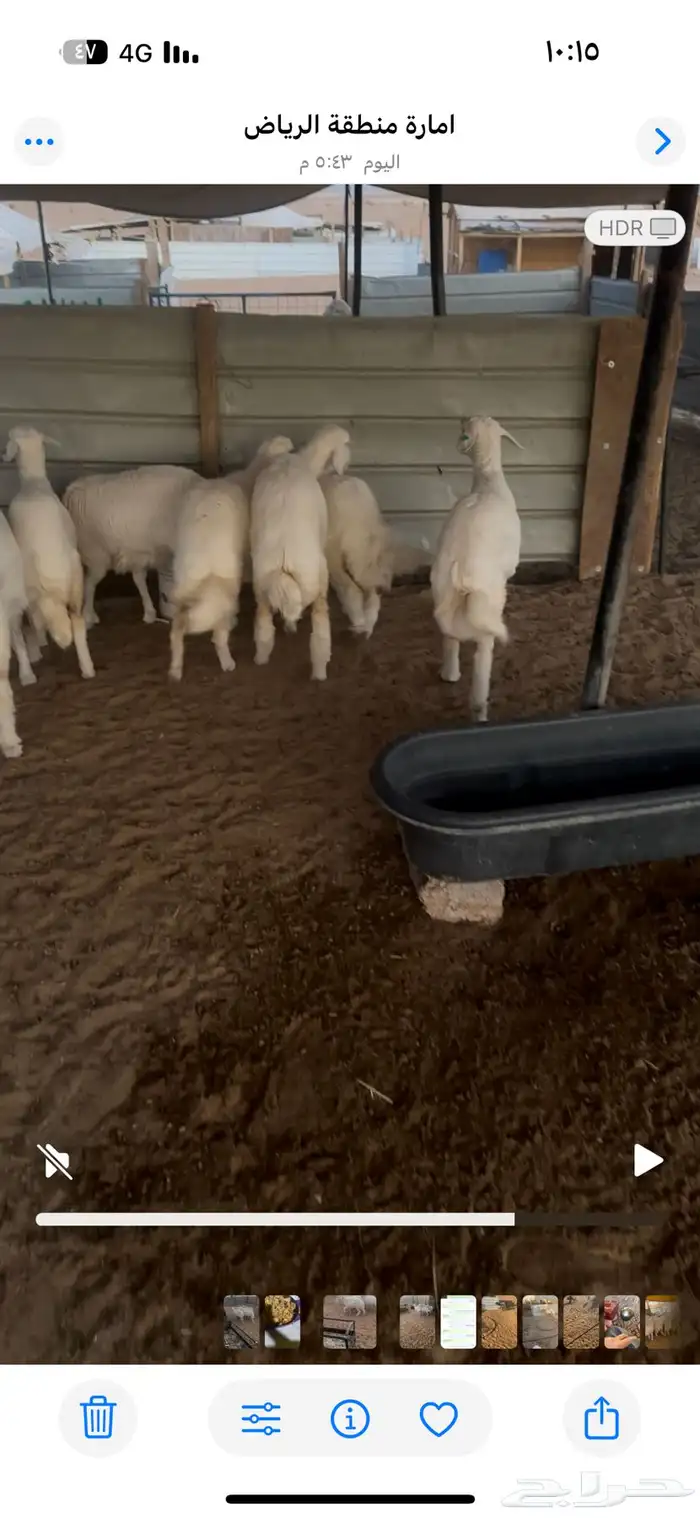 رخال كفو العمر 5شهور تم تم البيع 6