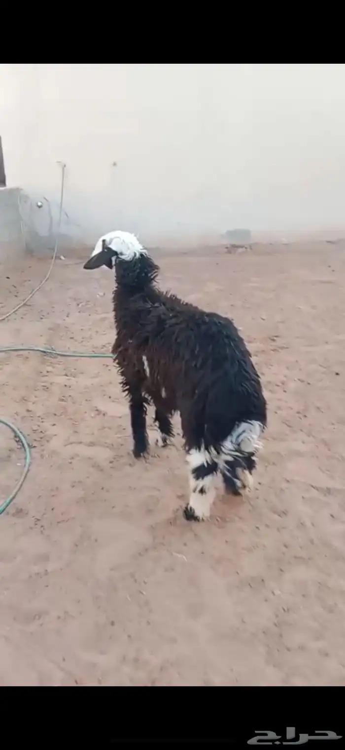 نجدي الريآض حي الشفآء آي مكان نوصل ذبح باقي وحد بيع 1430 0