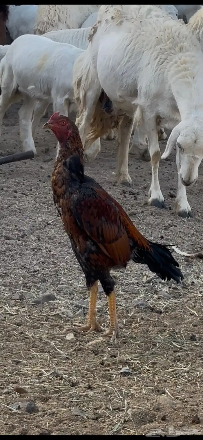 ديك سندي مستوى طيب 1